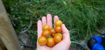 Our first crop